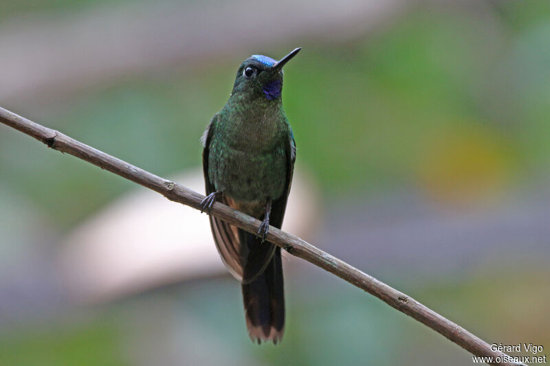 Violet-fronted Brilliant male adult