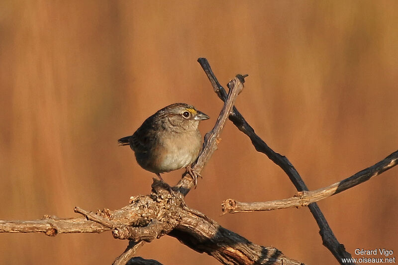 Grassland Sparrowadult