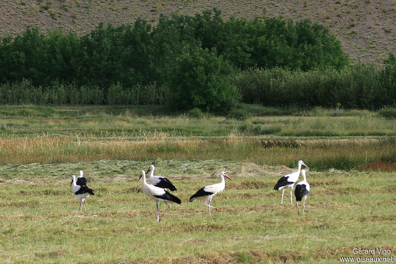 White Storkjuvenile