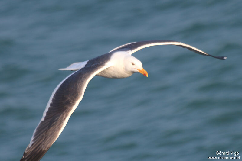 Lesser Black-backed Gull (heuglini)adult, Flight