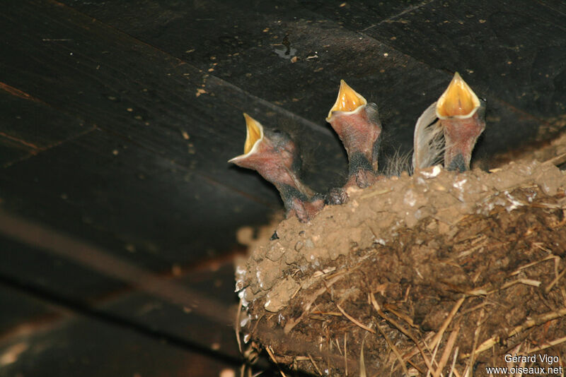 Barn SwallowPoussin, Reproduction-nesting