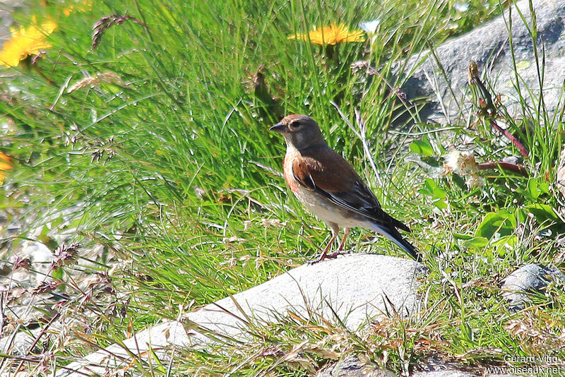 Common Linnet male adult