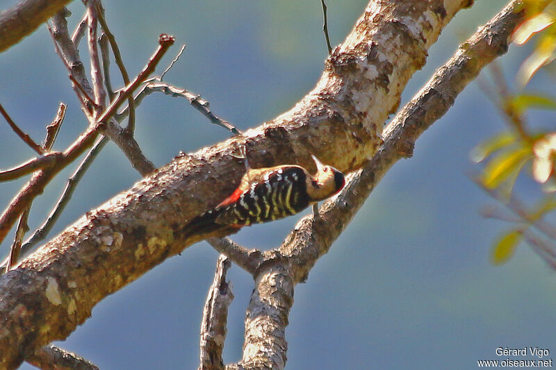 Fulvous-breasted Woodpeckeradult