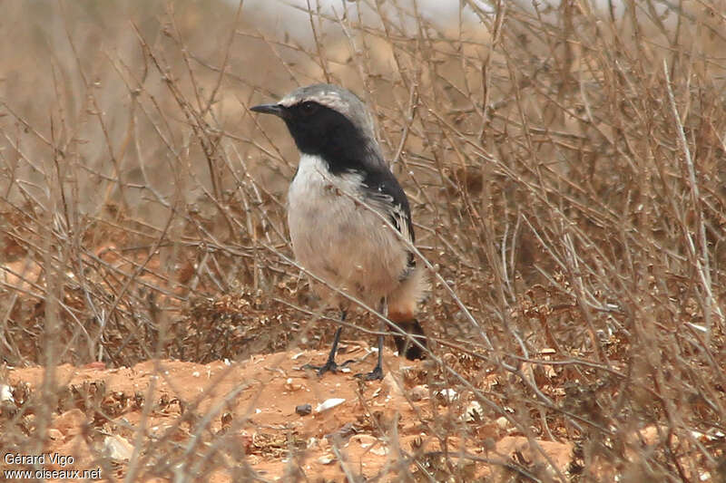 Red-rumped Wheatear male adult, pigmentation