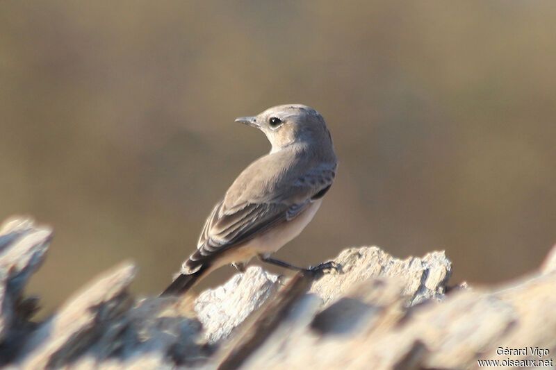 Red-tailed Wheatearadult