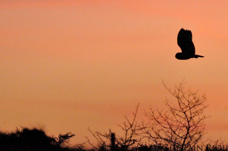 Short-eared Owl, habitat, Flight