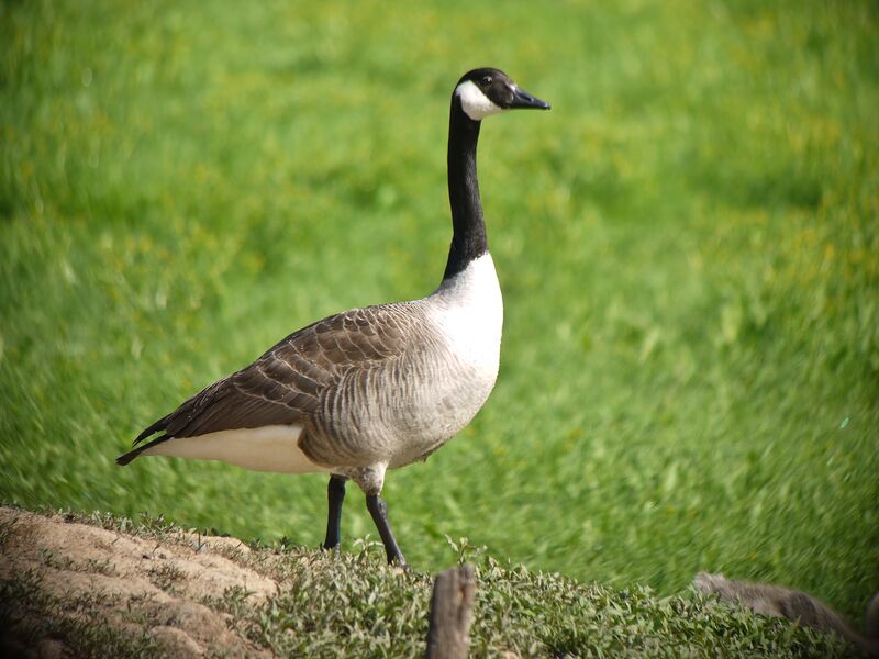 Canada Goose male, identification