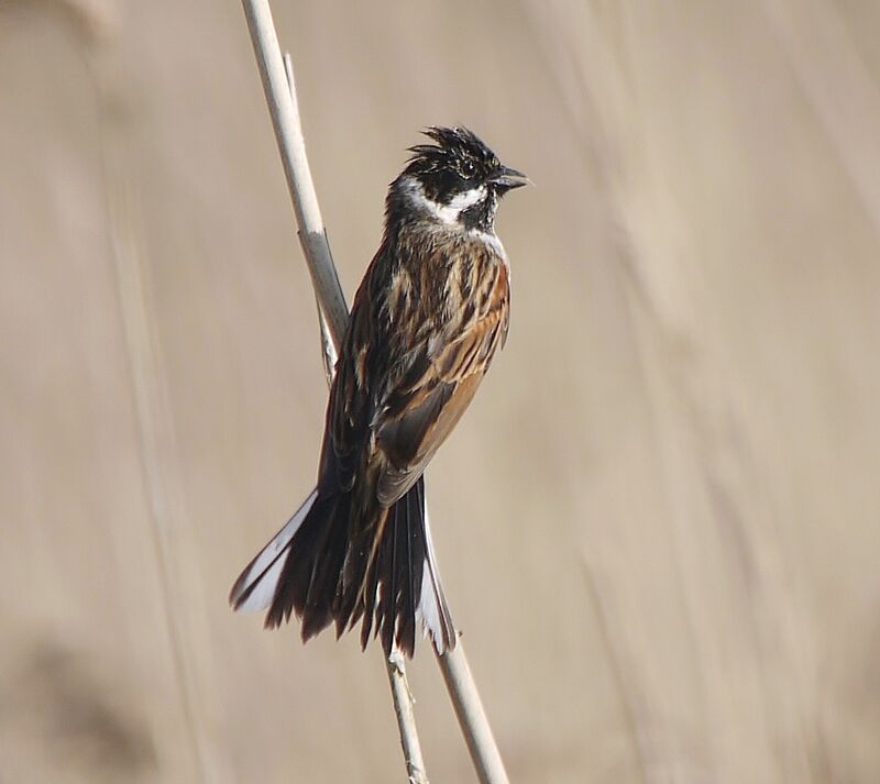 Common Reed Bunting male adult breeding, Behaviour