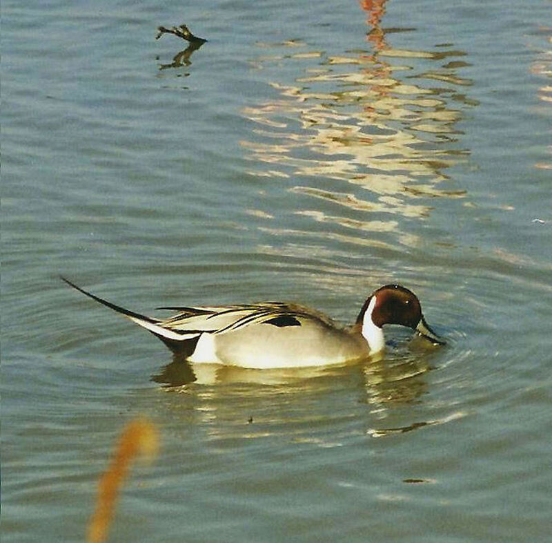 Northern Pintail male adult breeding, identification