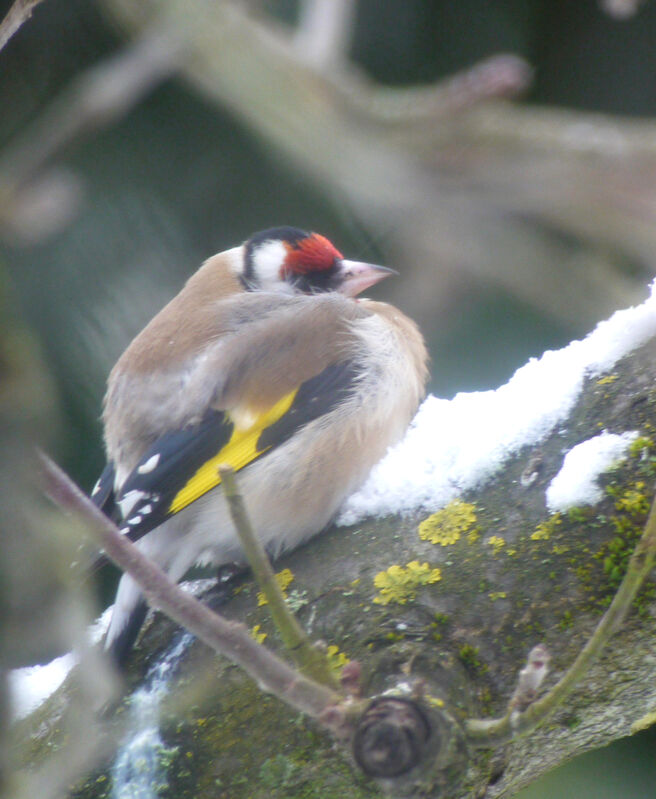 European Goldfinch, Behaviour