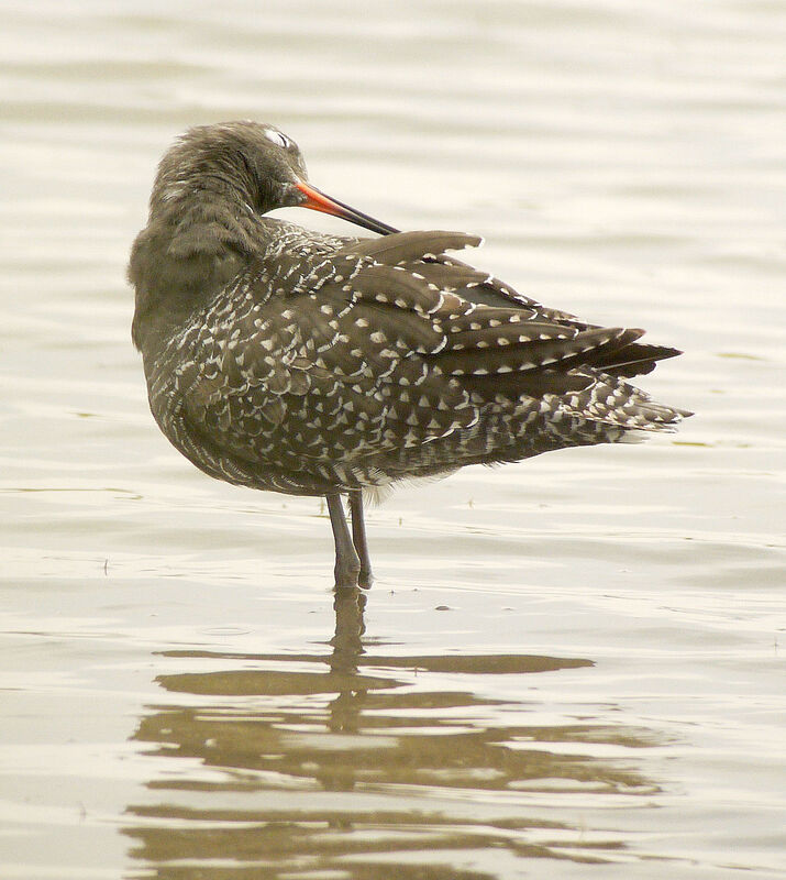 Spotted Redshank male adult breeding, identification