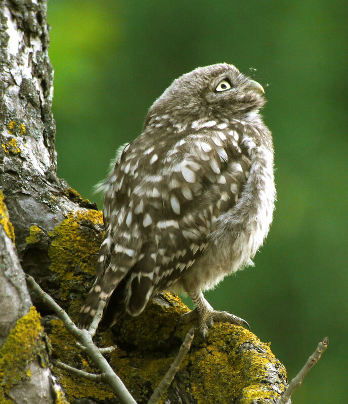 Little Owl, identification