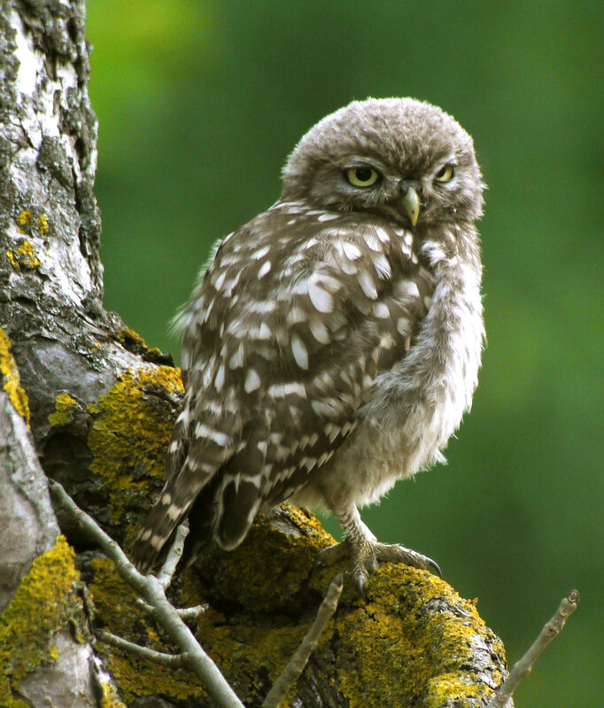 Little Owl, identification