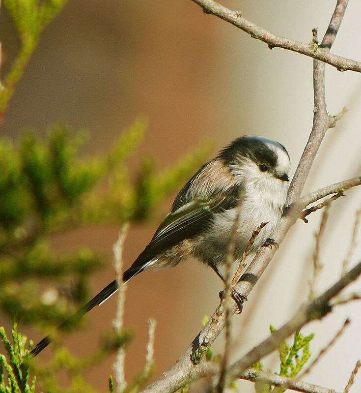 Long-tailed Tit male adult, identification