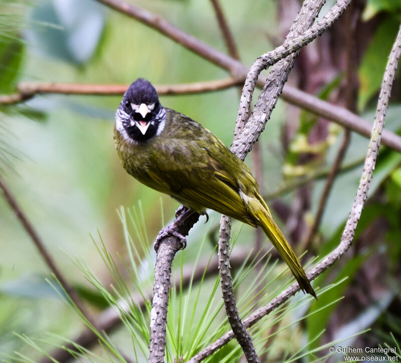 Collared Finchbill, close-up portrait, pigmentation, walking, song