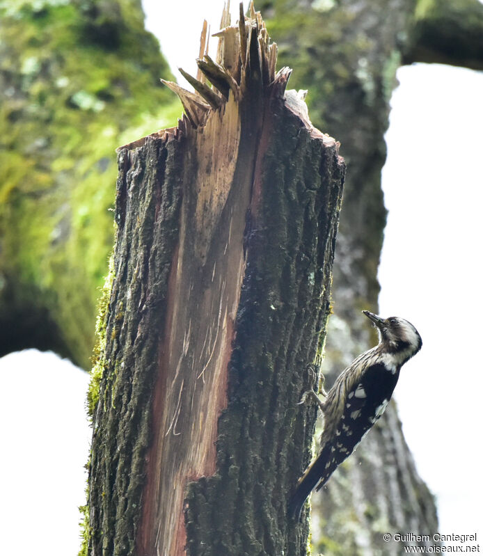 Grey-capped Pygmy Woodpecker female, identification, aspect, walking, eats