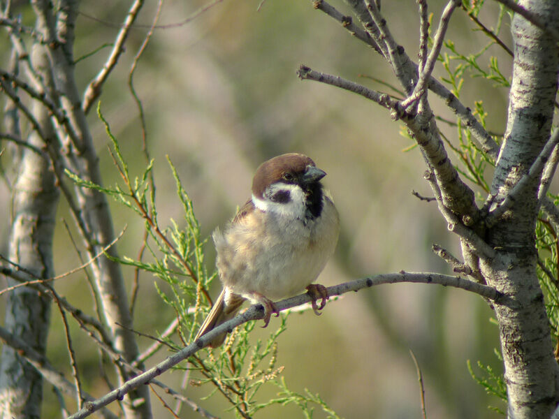 Eurasian Tree Sparrowadult breeding