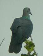 Western Bronze-naped Pigeon