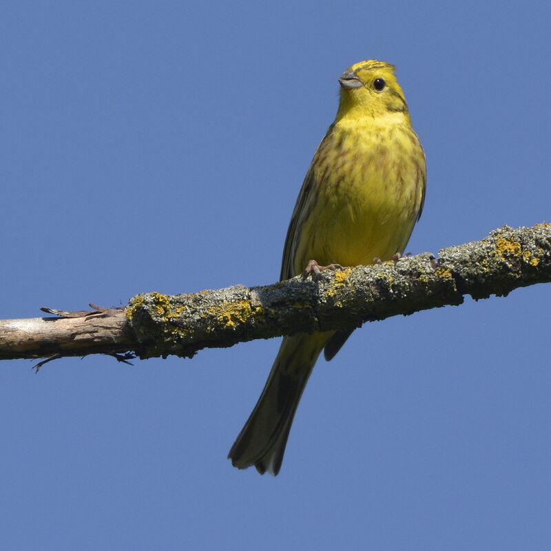 Bruant jaune mâle adulte, identification