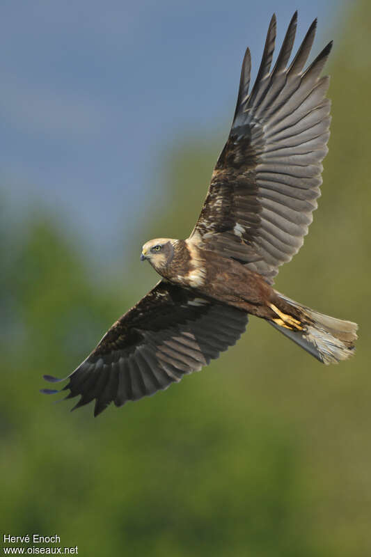 Western Marsh Harrier female adult, pigmentation, Flight