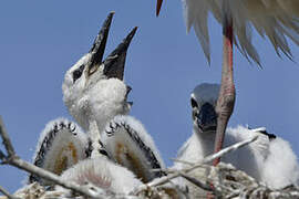 White Stork