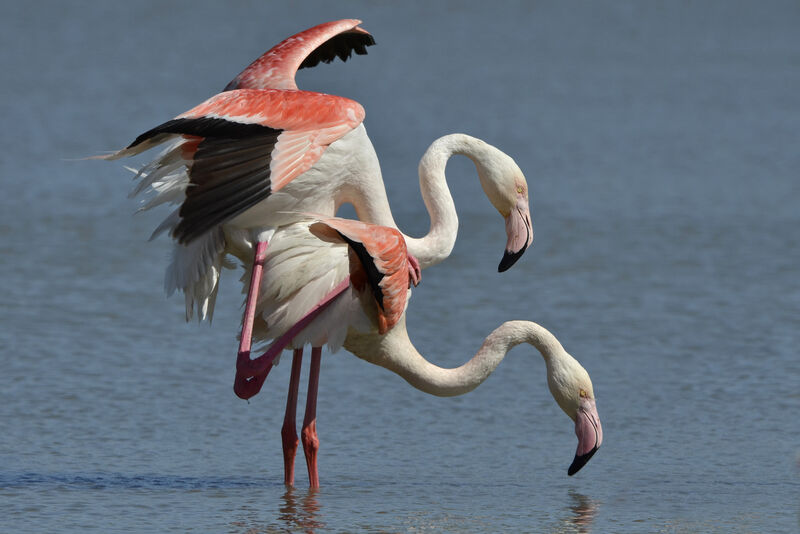 Greater Flamingo , Behaviour