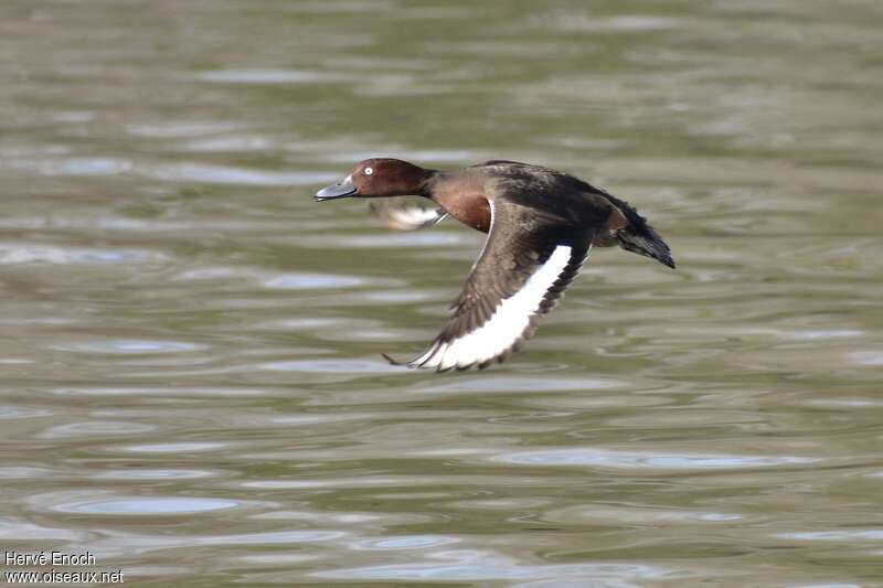 Ferruginous Duck male adult, Flight