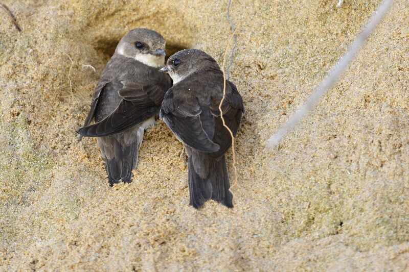 Sand Martinadult, Reproduction-nesting