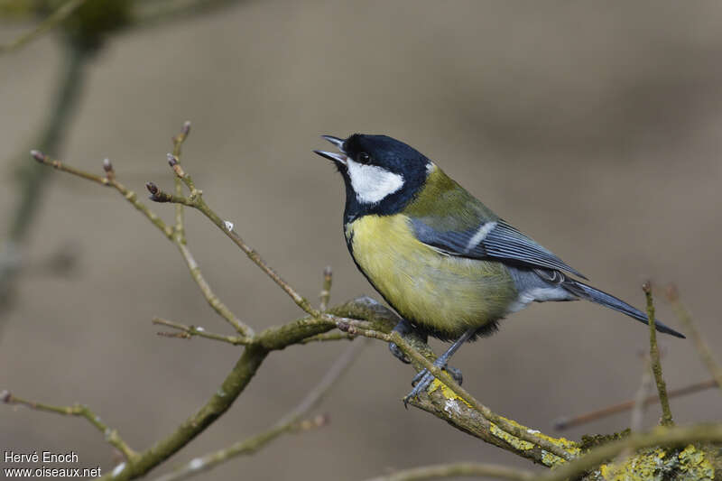 Great Tit male adult, song