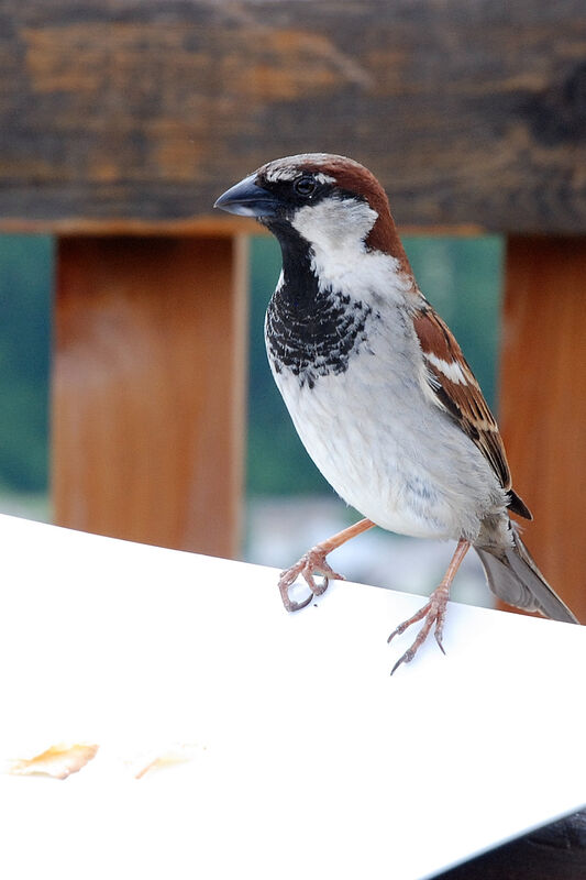 Italian Sparrow male adult, identification