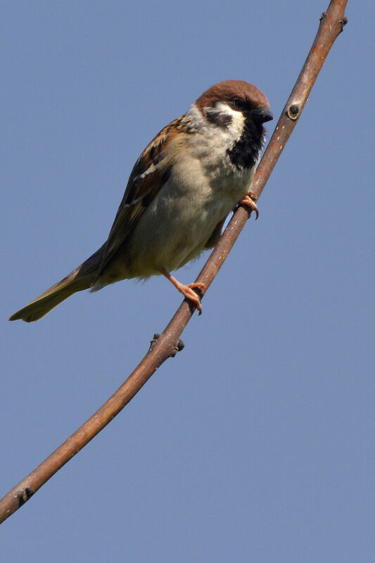Eurasian Tree Sparrowadult, identification
