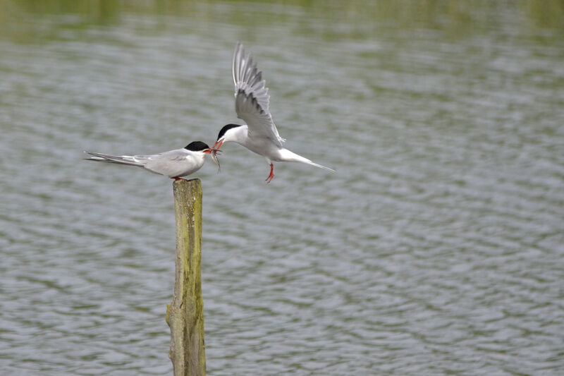 Common Tern adult breeding, Behaviour