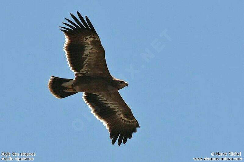 Aigle Des Steppes Re Ann E Hemi