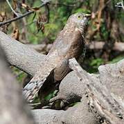 Common Hawk-Cuckoo
