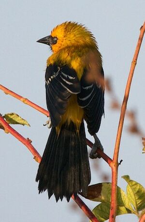 Yellow Oriole : Pictures.