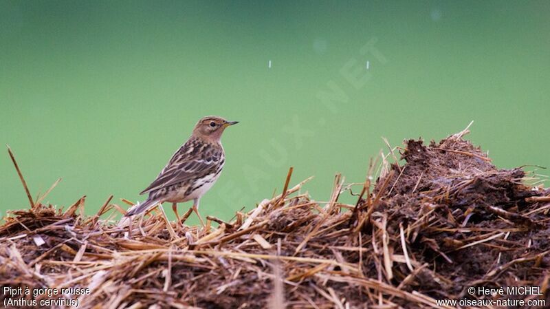 Red-throated Pipit male adult breeding