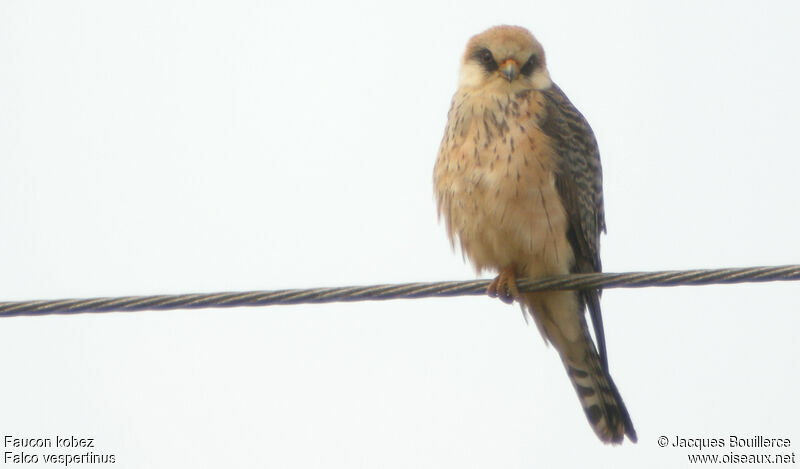 Red-footed Falcon female adult