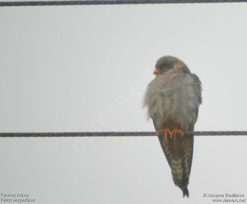 Red-footed Falcon male immature