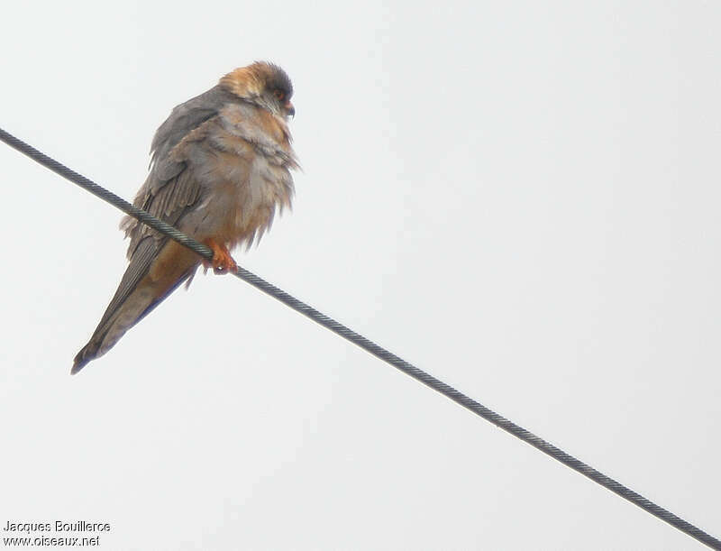 Red-footed Falcon male Second year, identification