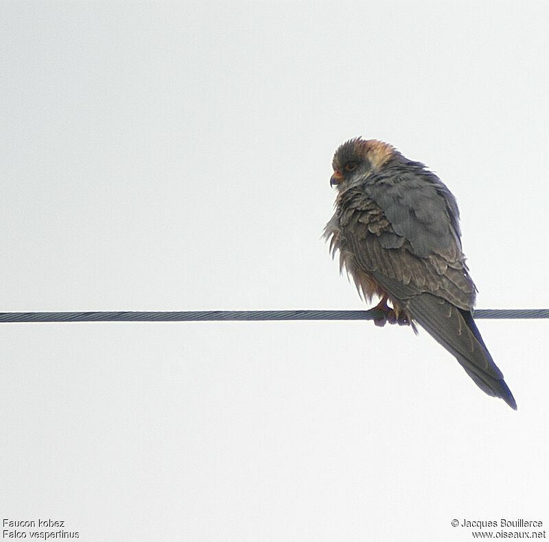 Red-footed Falcon male juvenile