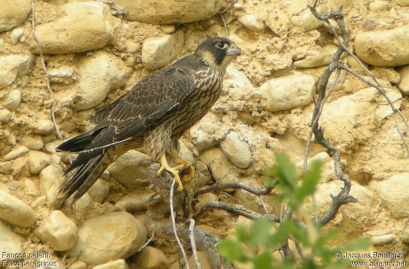 Peregrine FalconFirst year, identification