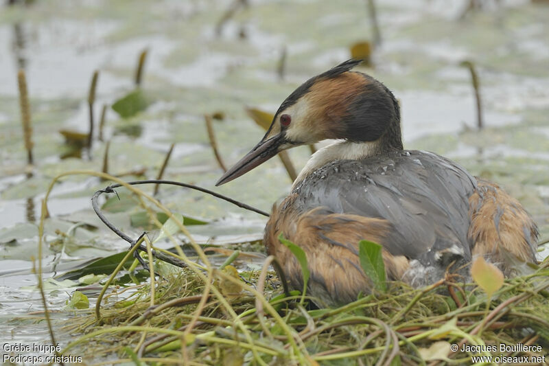 Great Crested Grebe, Reproduction-nesting