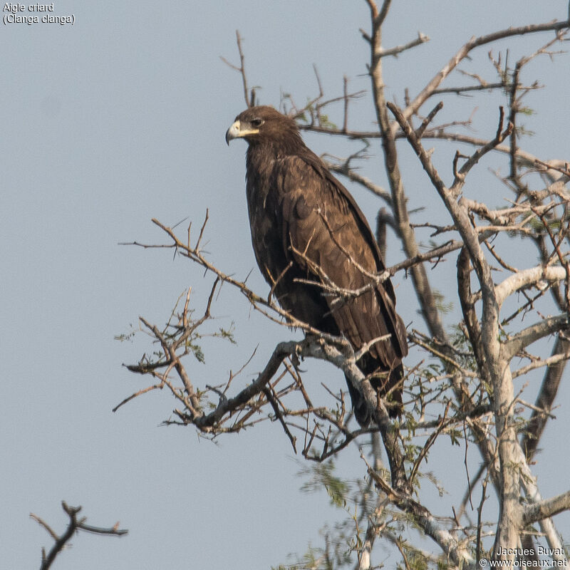 Greater Spotted Eagleadult, identification, aspect, pigmentation