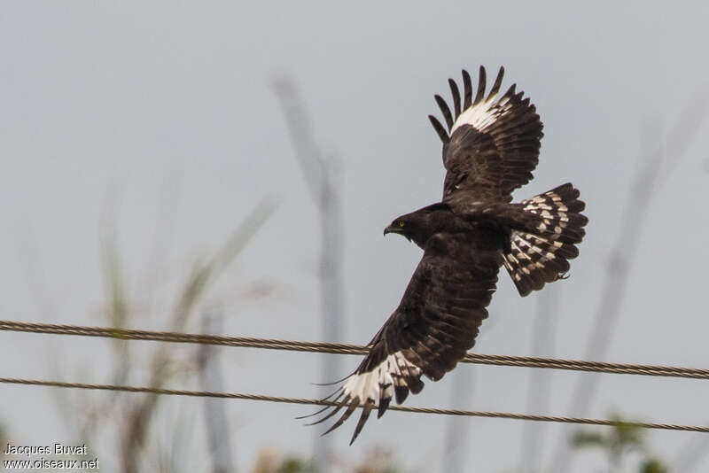 Long-crested Eagleadult, pigmentation, Flight