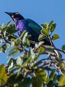 Purple Starling