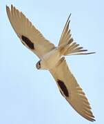 Scissor-tailed Kite