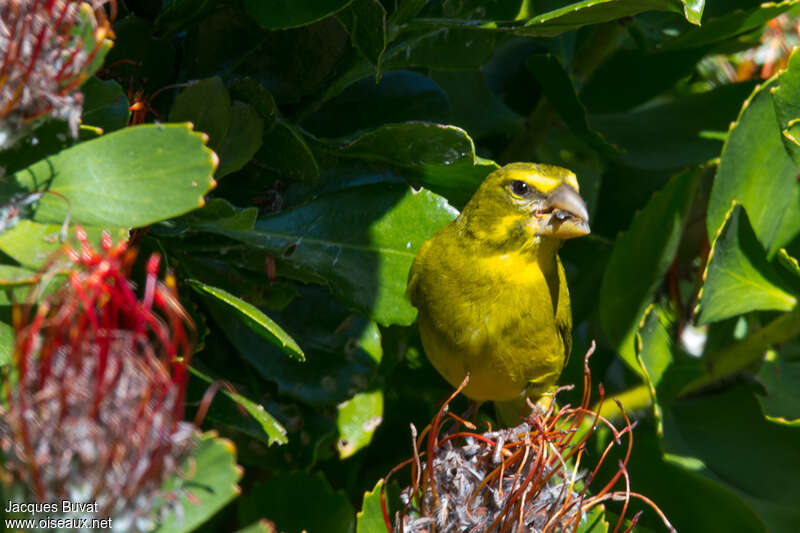 Brimstone Canary male adult, feeding habits, eats