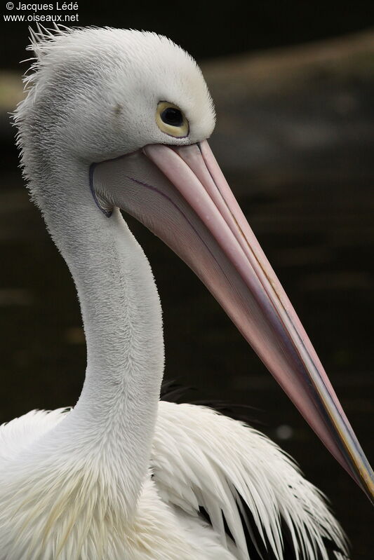 http://oiseaux.net/photos/jacques.lede/images/pelican.a.lunettes.jale.4g.jpg