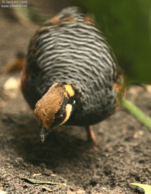 Chestnut-bellied Partridge