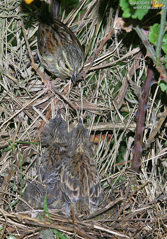 Cirl Bunting female adult breeding, Reproduction-nesting